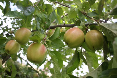 Westbury Gingerbread Cottages